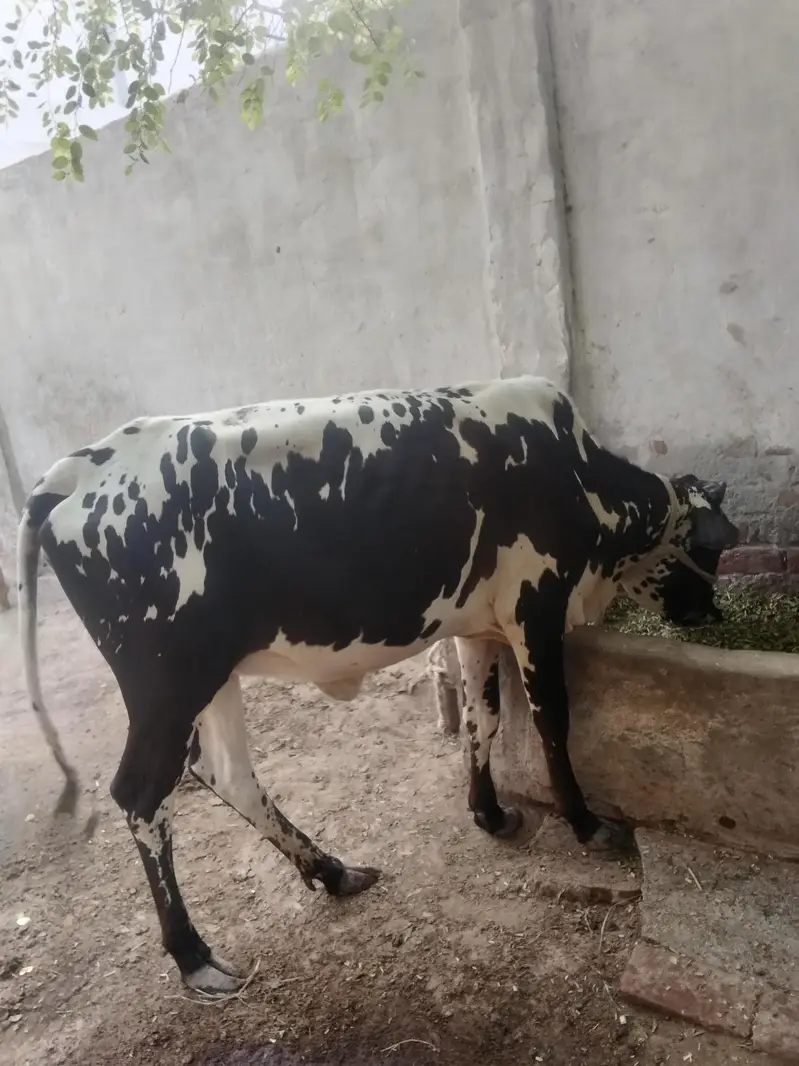 Final Qimat :1 Lac 60 Hazar_Healthy Cholistani Bachri _Age 18months . — photo 7