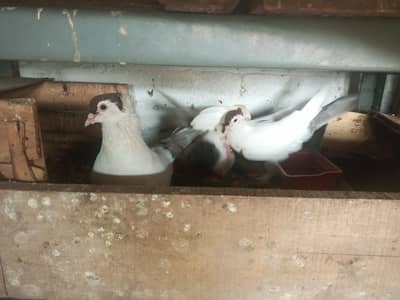 Helmet pigeon for sale