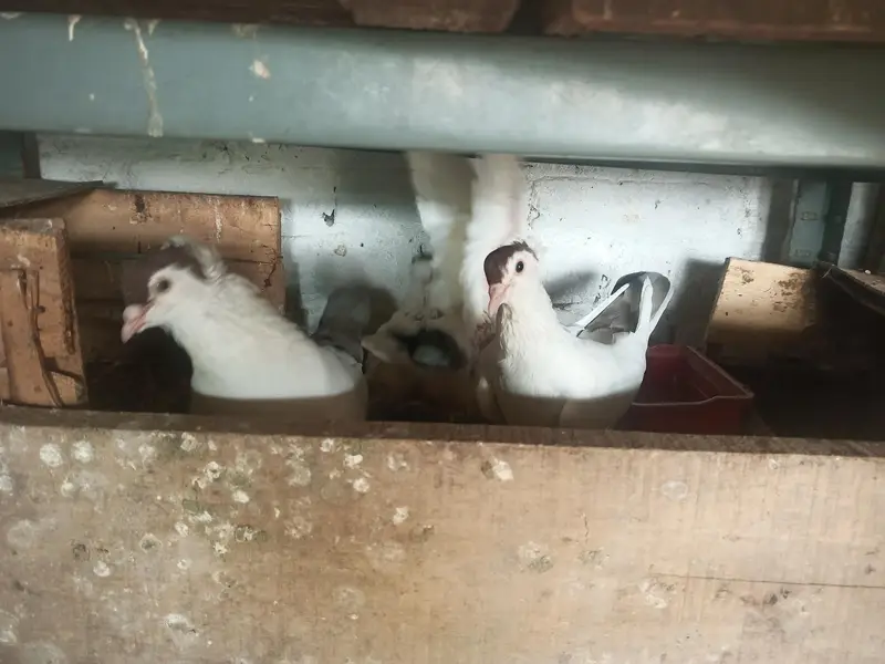 Helmet pigeon for sale — photo 2