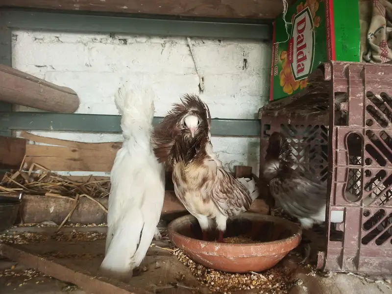 Helmet pigeon for sale — photo 3