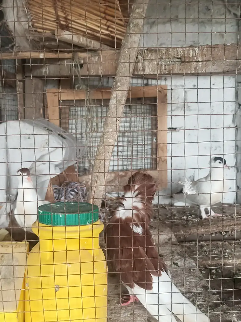 Helmet pigeon for sale — photo 4