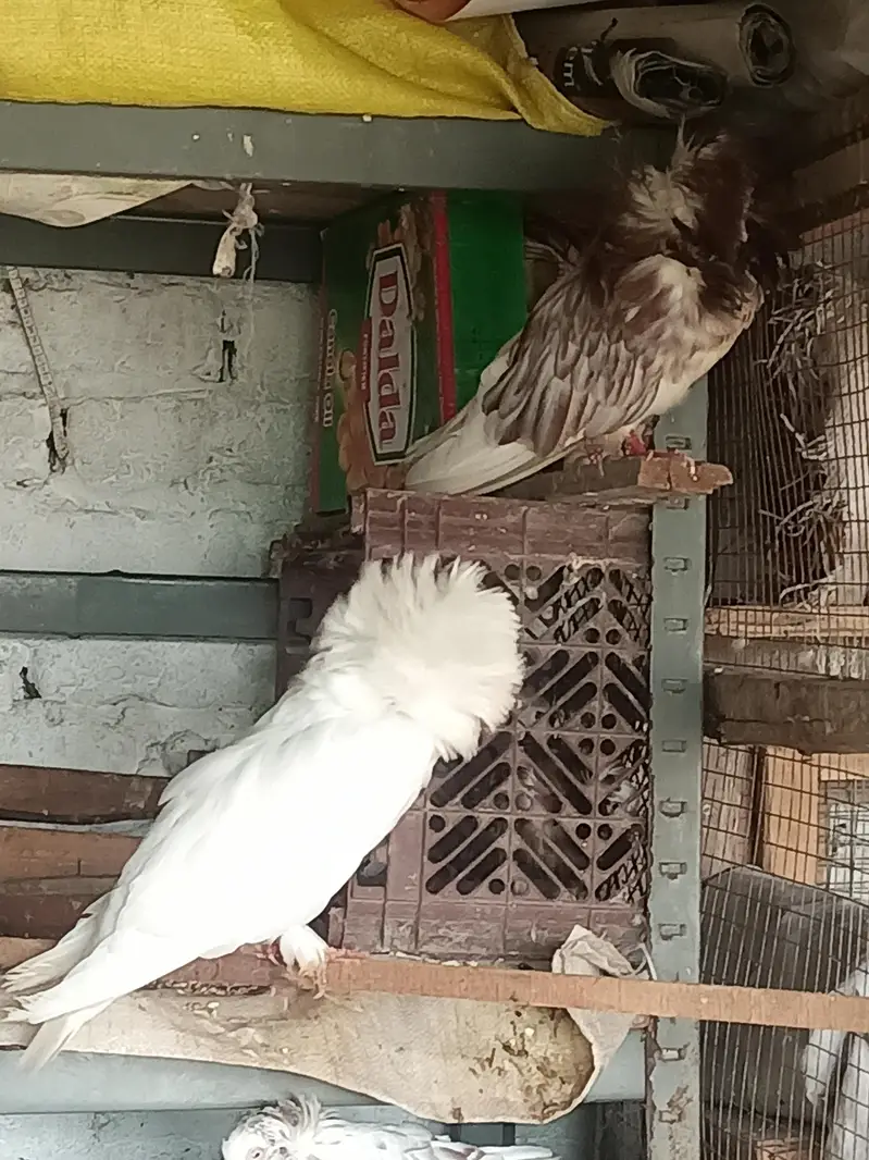 Helmet pigeon for sale — photo 6