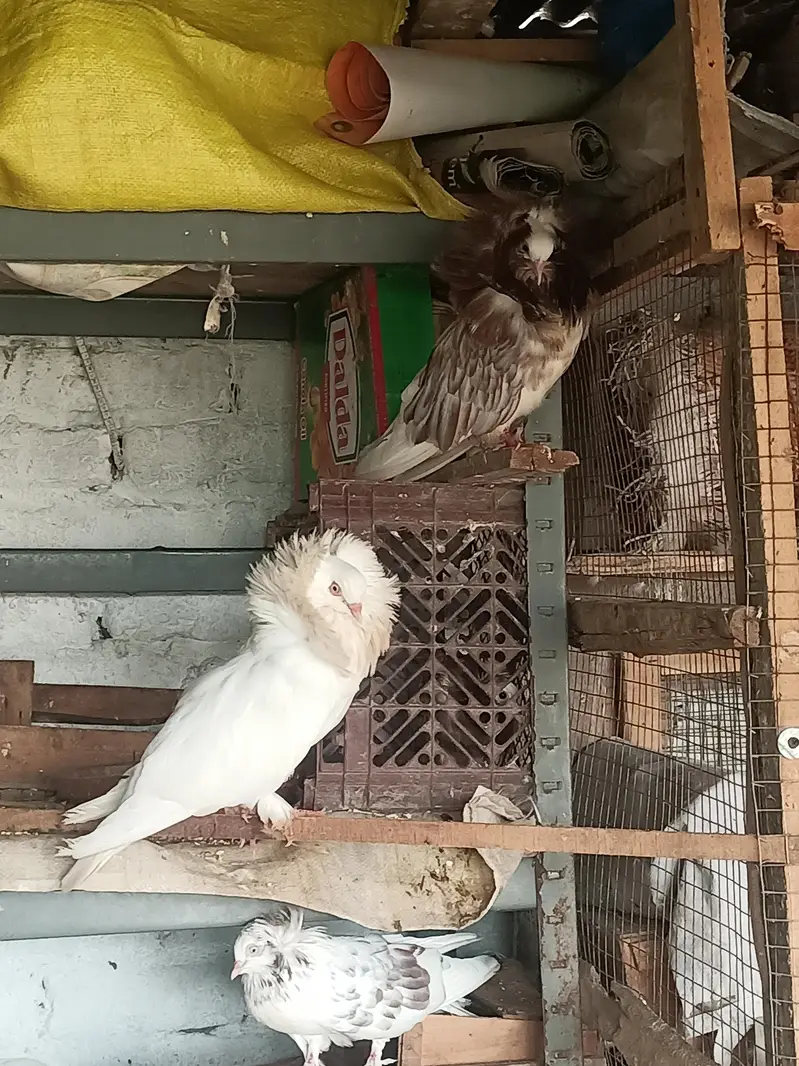 Helmet pigeon for sale — photo 7