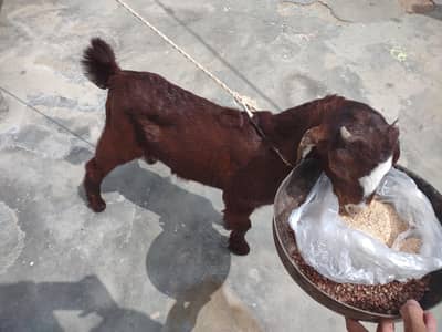 DOUBLE HADI BAKRA FOR SALE. . .