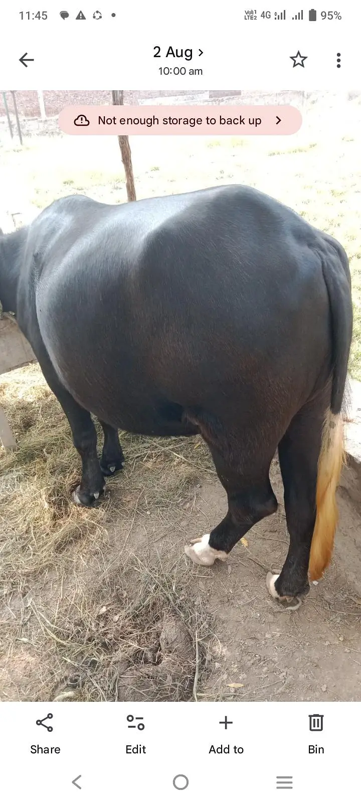 pur nili Ravi choti for sell — photo 5