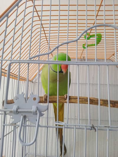 green ring nec pahadi full taking hen tem femilly parrot 03142868474