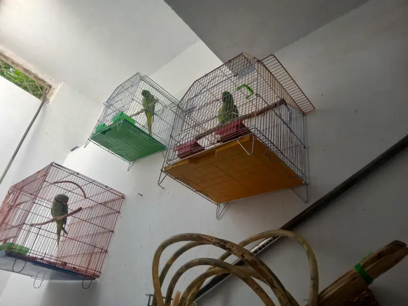 green ring nec pahadi full taking hen tem femilly parrot 03142868474 — photo 2