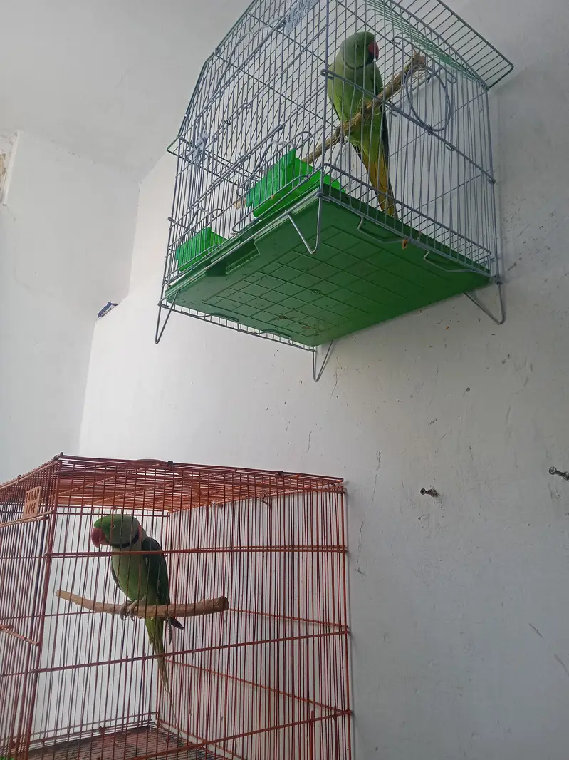 green ring nec pahadi full taking hen tem femilly parrot 03142868474 — photo 3