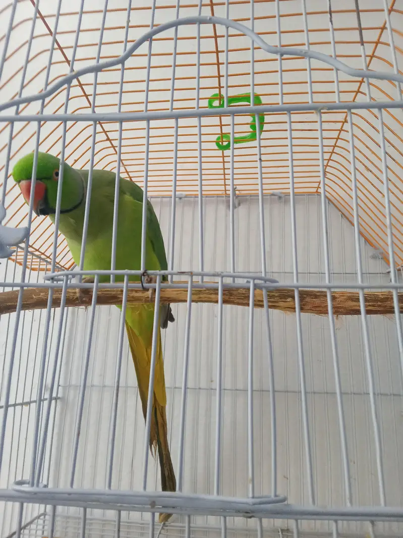 green ring nec pahadi full taking hen tem femilly parrot 03142868474 — photo 4