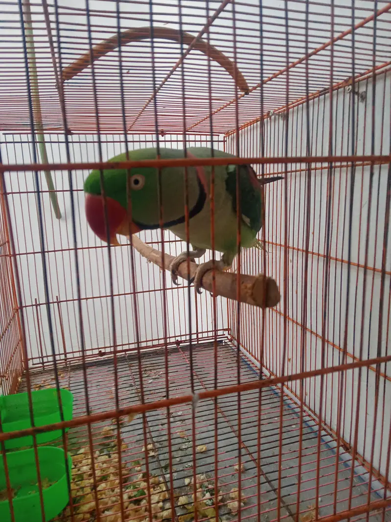 green ring nec pahadi full taking hen tem femilly parrot 03142868474 — photo 5