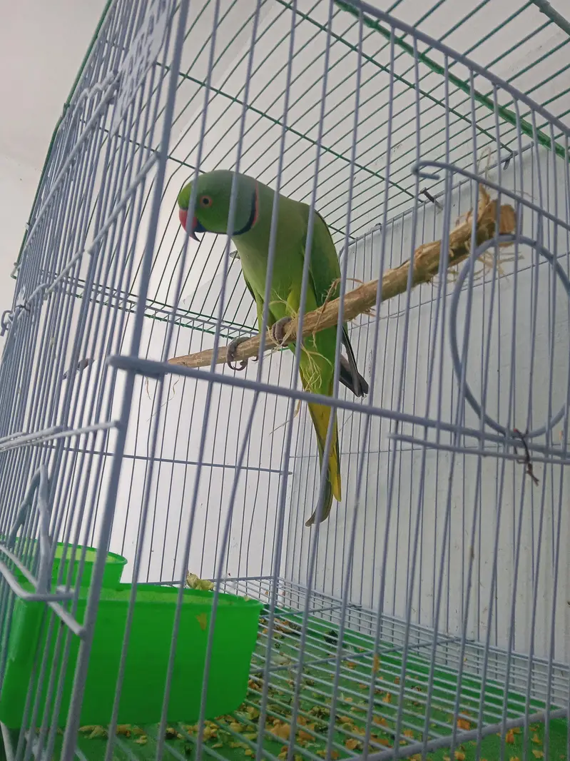 green ring nec pahadi full taking hen tem femilly parrot 03142868474 — photo 6
