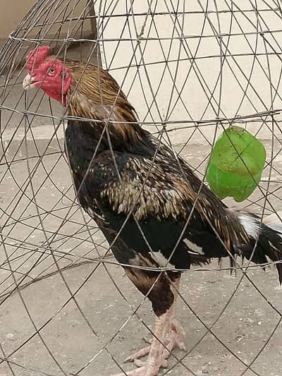 aseel breeder one eye