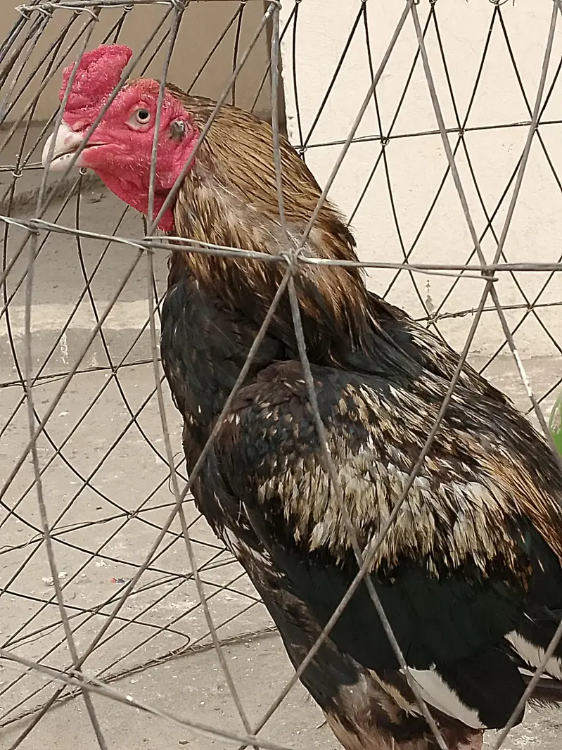 aseel breeder one eye — photo 2