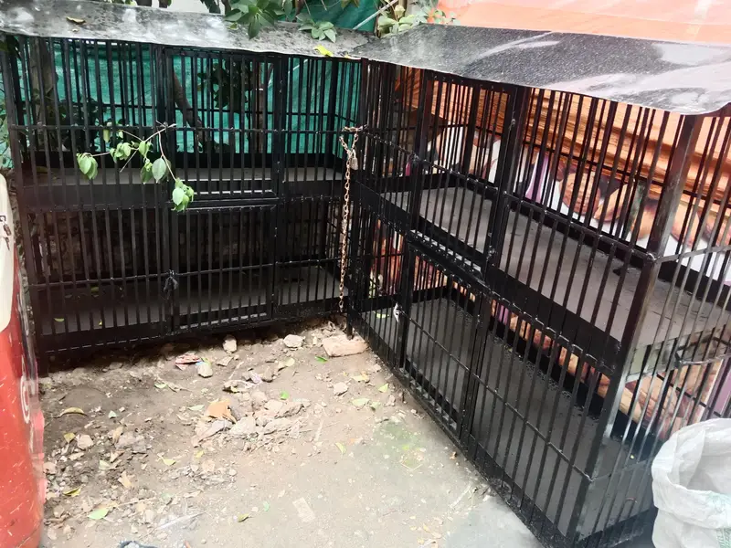 Iron cage for birds — photo 2