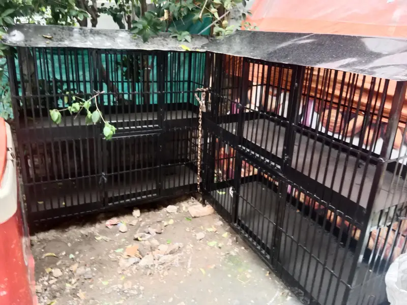 Iron cage for birds — photo 4