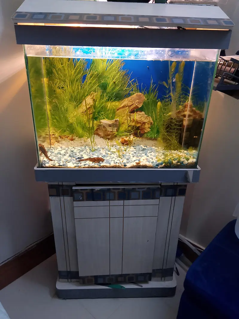 Whole Aquarium Setup