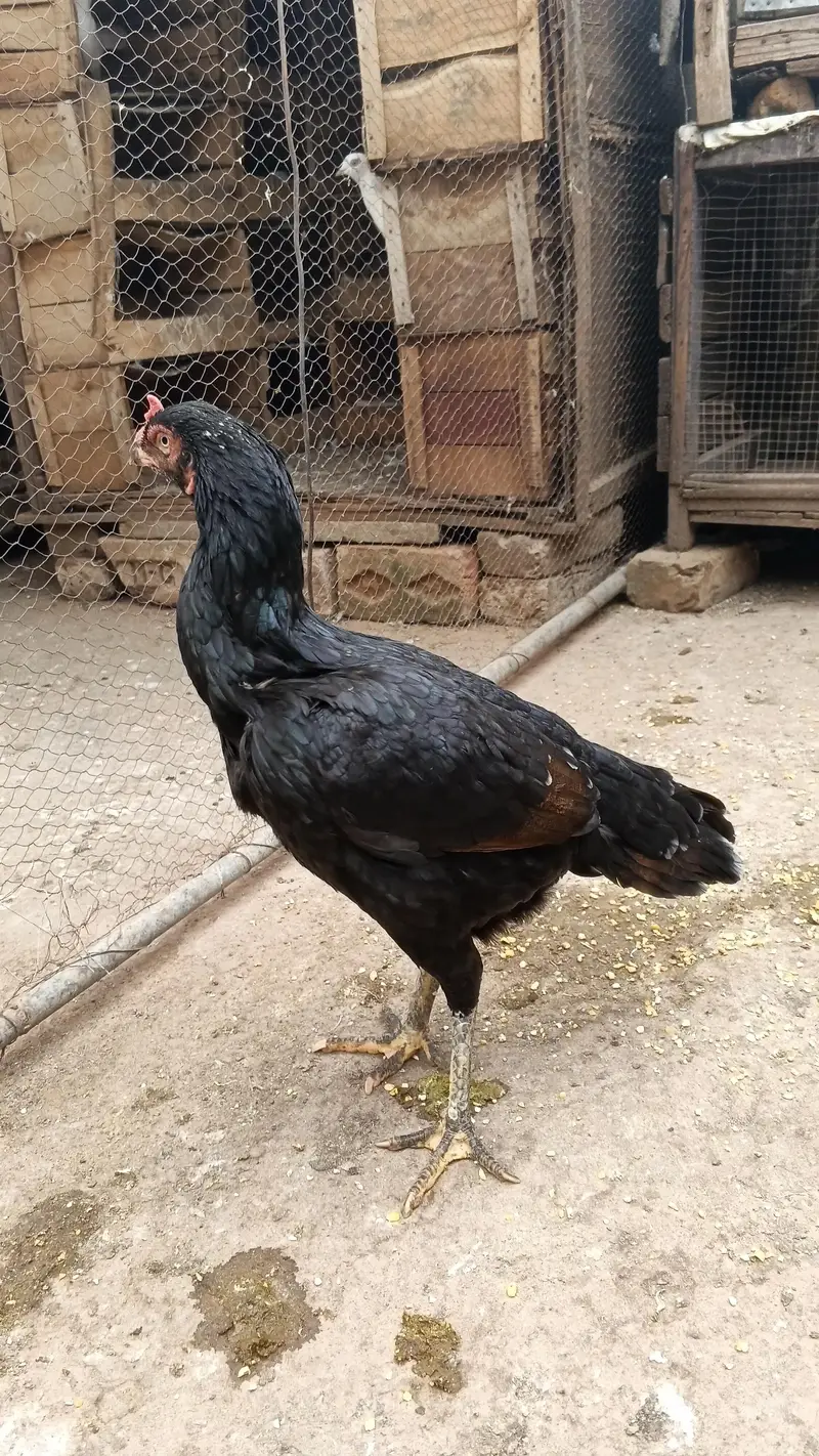 Aseel Madiya for Sale — photo 7