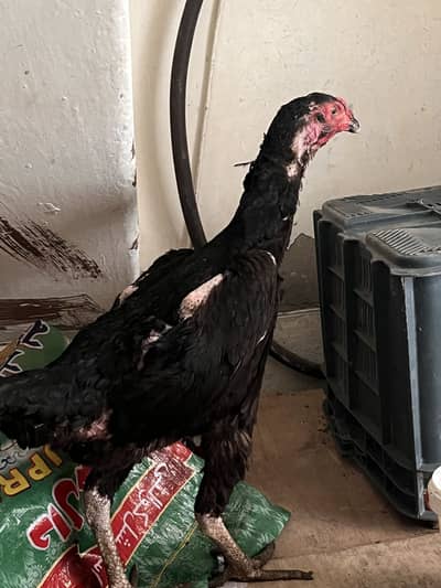 Pure german black 0shamo full size breeder hen availabe 03054534685