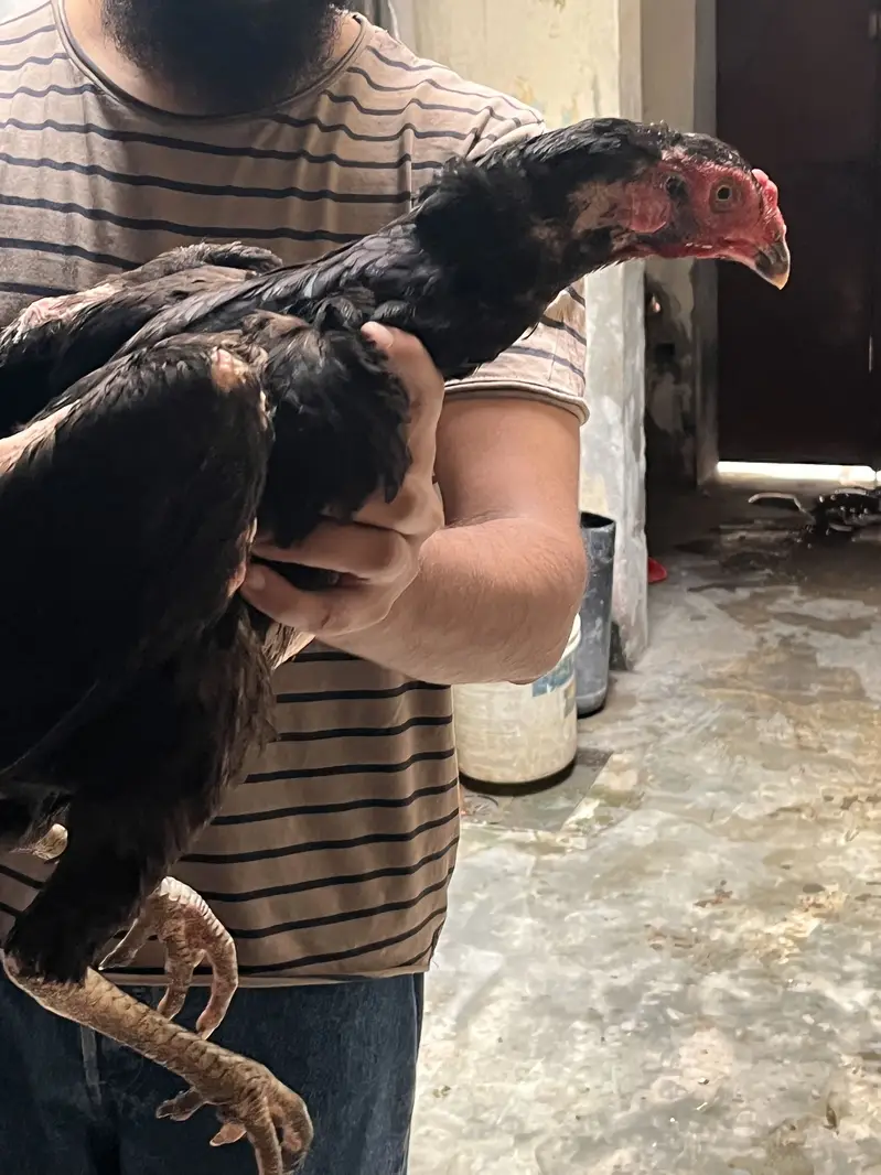 Pure german black 0shamo full size breeder hen availabe 03054534685 — photo 2