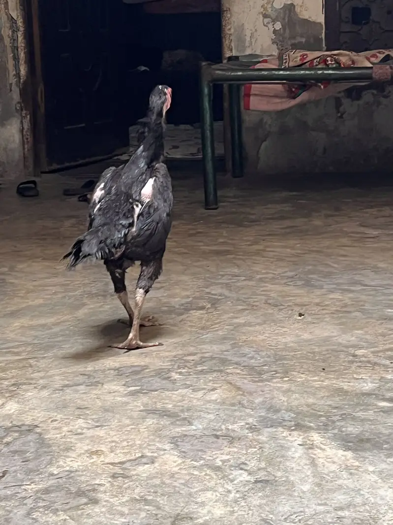 Pure german black 0shamo full size breeder hen availabe 03054534685 — photo 3