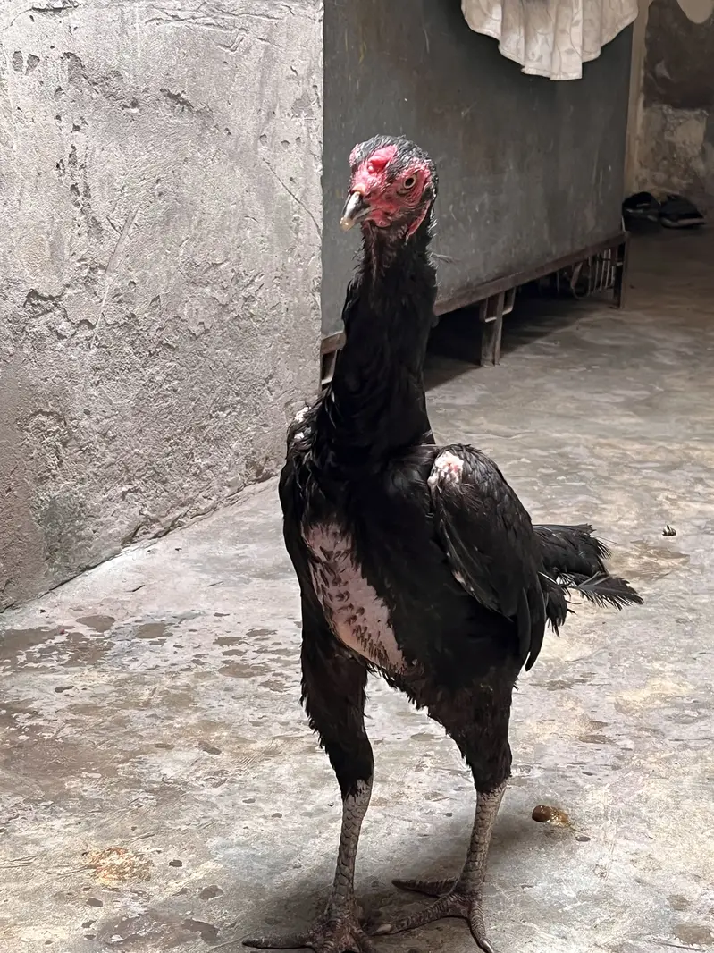 Pure german black 0shamo full size breeder hen availabe 03054534685 — photo 4