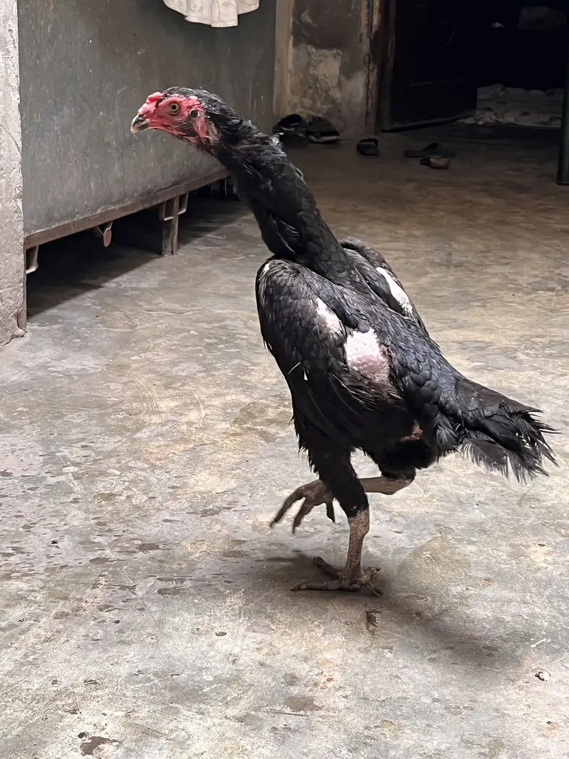 Pure german black 0shamo full size breeder hen availabe 03054534685 — photo 5