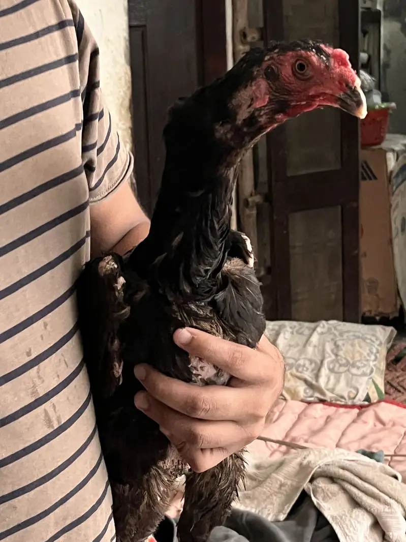 Pure german black 0shamo full size breeder hen availabe 03054534685 — photo 6