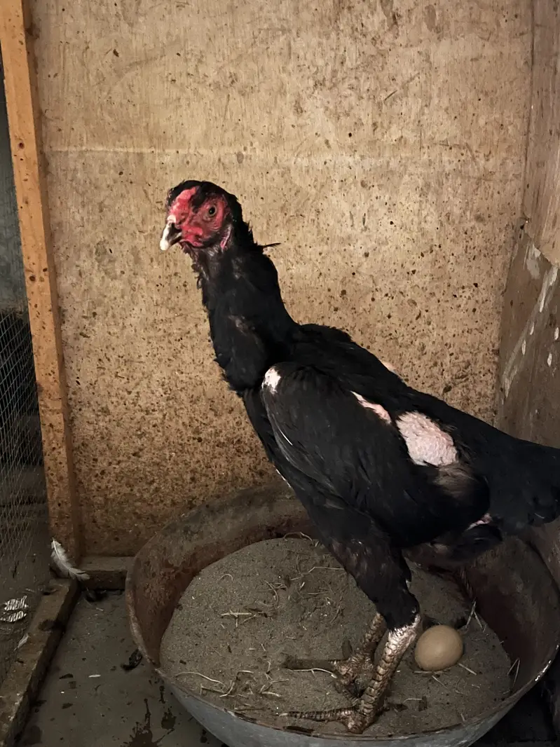 Pure german black 0shamo full size breeder hen availabe 03054534685 — photo 7