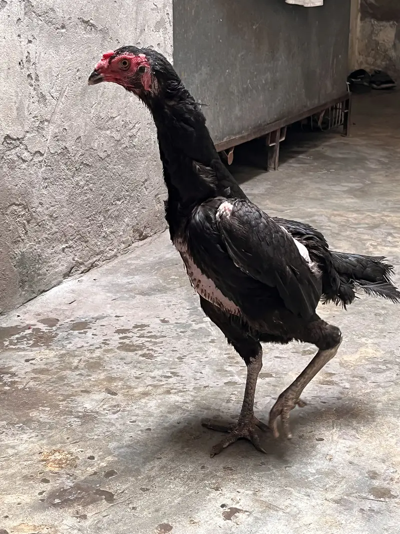 Pure german black 0shamo full size breeder hen availabe 03054534685 — photo 8
