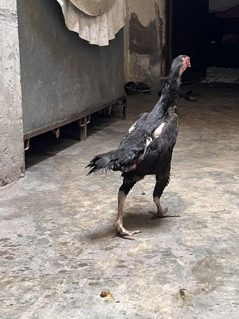 Pure german black 0shamo full size breeder hen availabe 03054534685 — photo 9