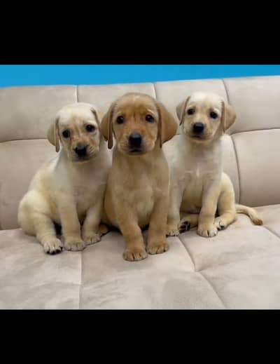 Labrador Puppies |Labrador Retriever |Top Quality Labrador Pups