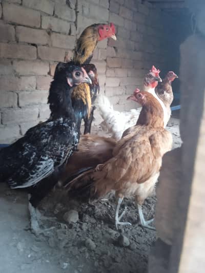 desi hens with aseel murgha