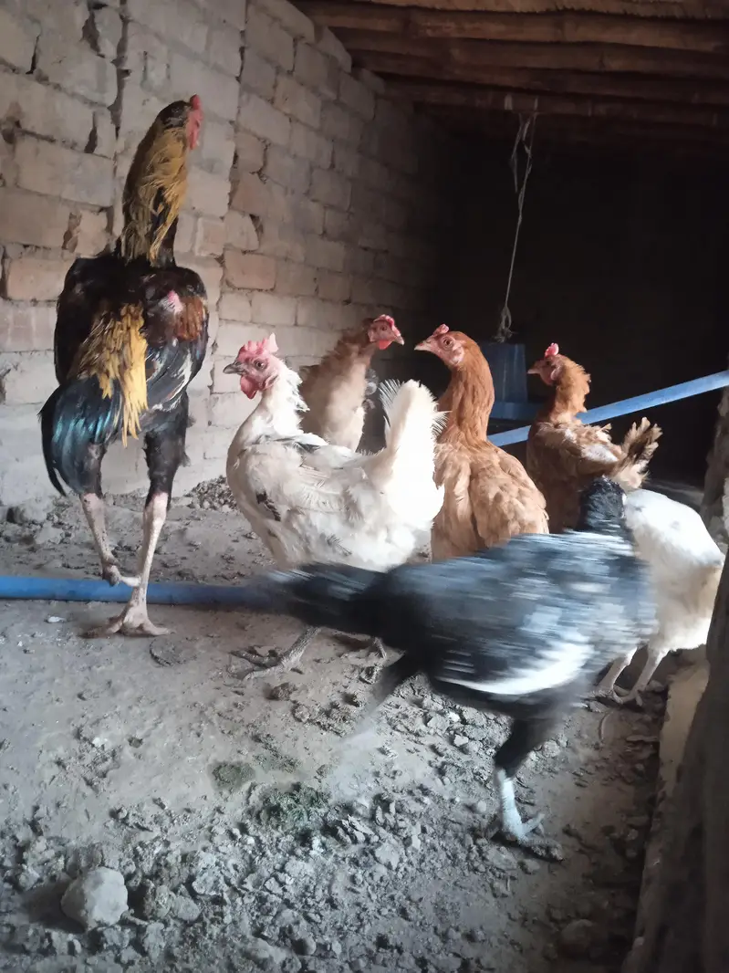 desi hens with aseel murgha — photo 2
