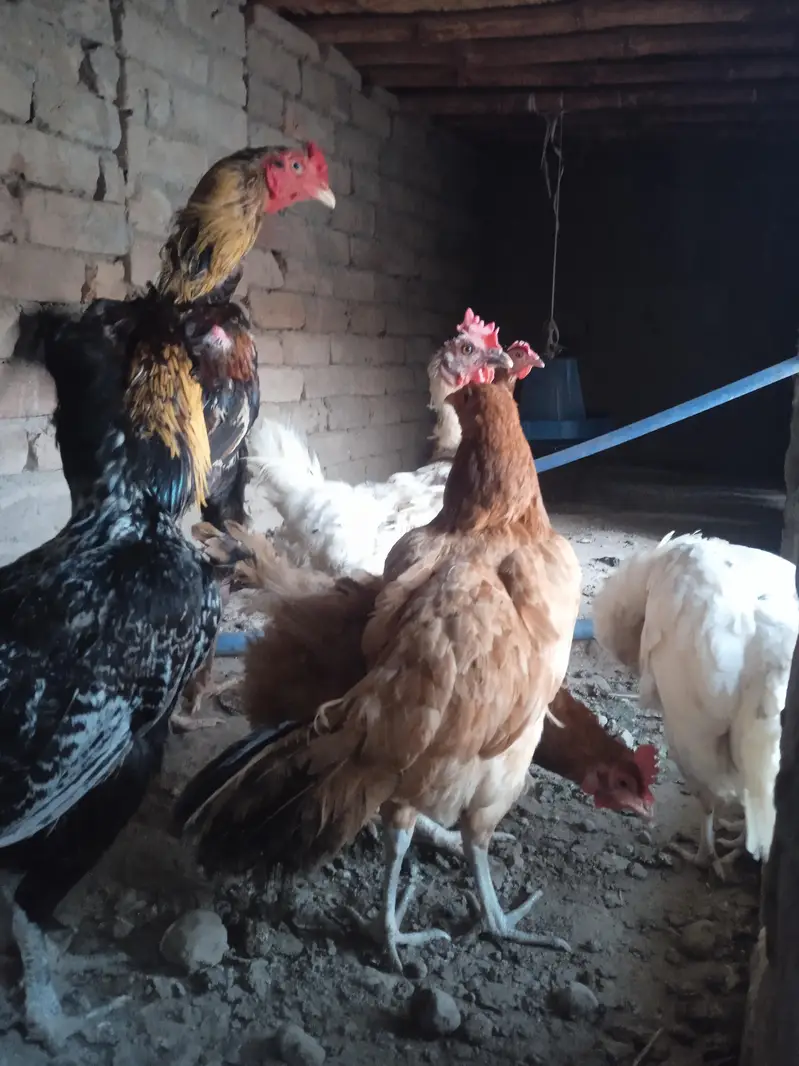 desi hens with aseel murgha — photo 3