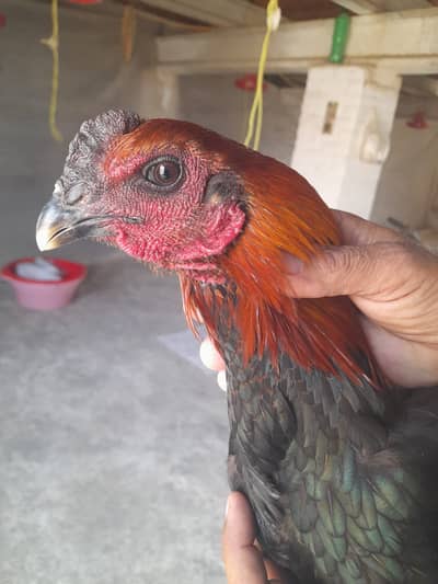 Aseel Dragon Murga | Aseel murga | aseel hens | aseel Dragon roaster