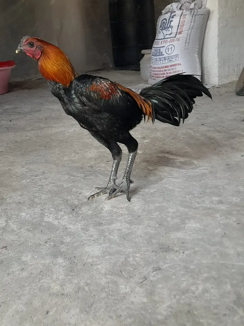 Aseel Dragon Murga | Aseel murga | aseel hens | aseel Dragon roaster — photo 2