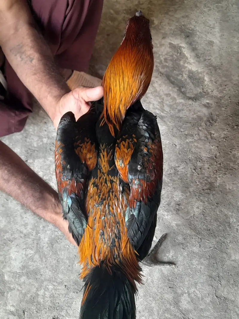 Aseel Dragon Murga | Aseel murga | aseel hens | aseel Dragon roaster — photo 4