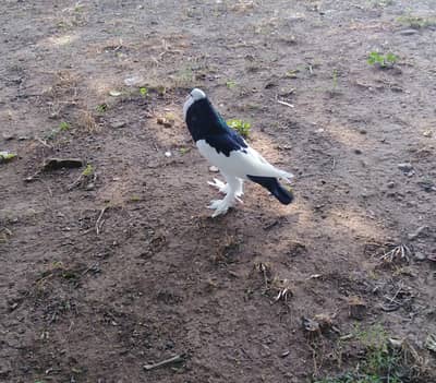 Breeder. pair
