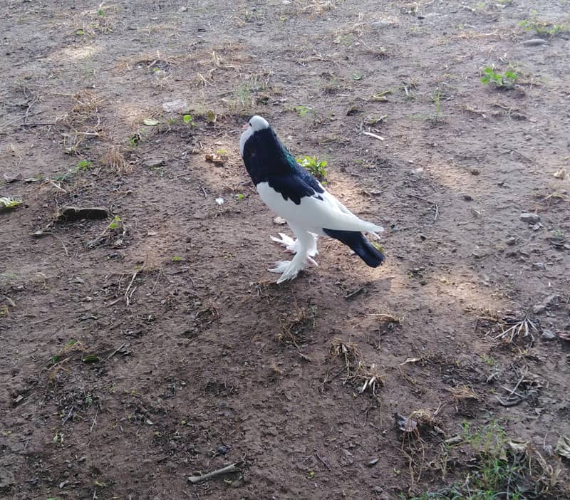 Breeder. pair 0