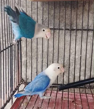 Love bird opline pair