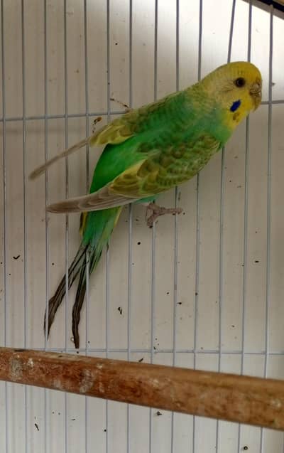 Rainbow Female budgie