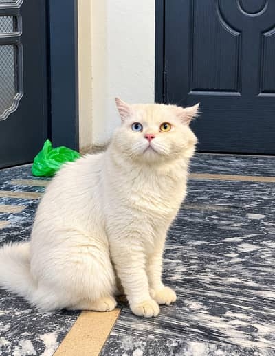 Persian Cat for sale