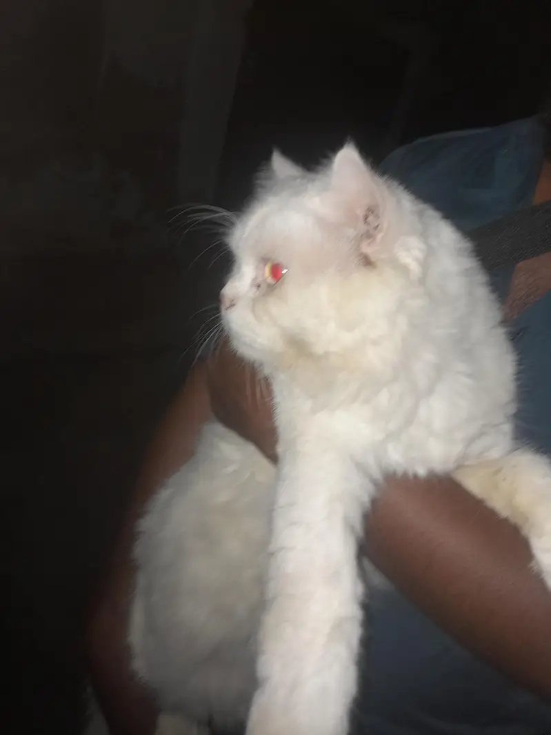 Persian Cat for sale — photo 2