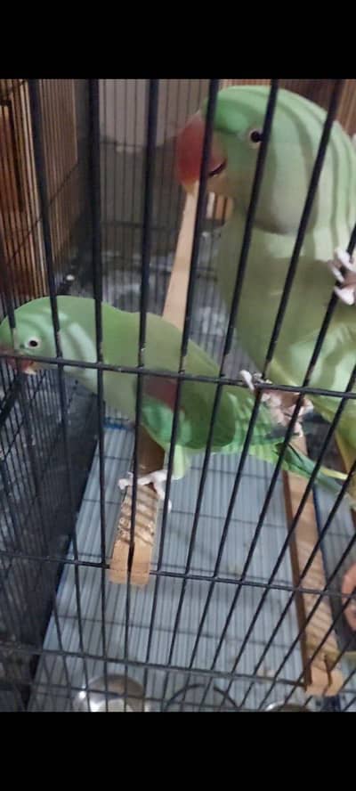 Raw parrot pair