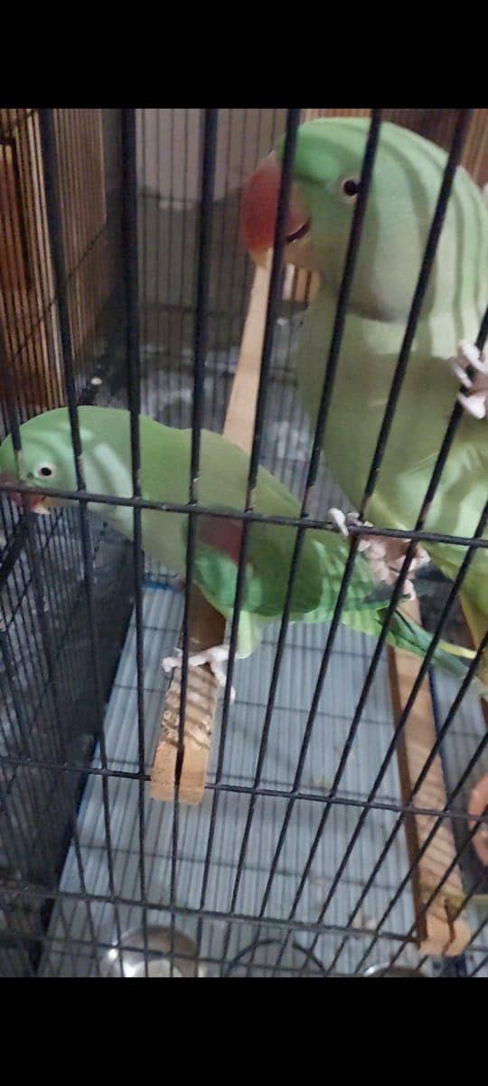 Raw parrot pair 0