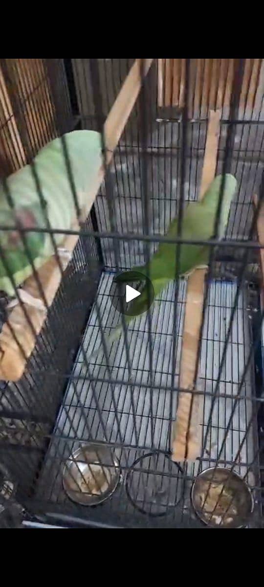 Raw parrot pair 1