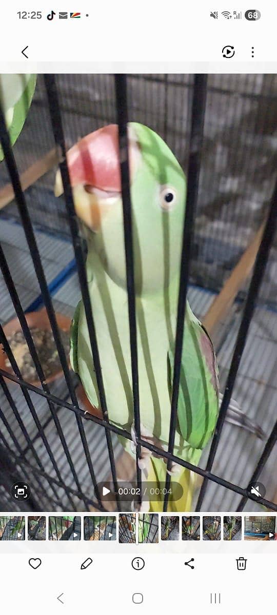 Raw parrot pair 2