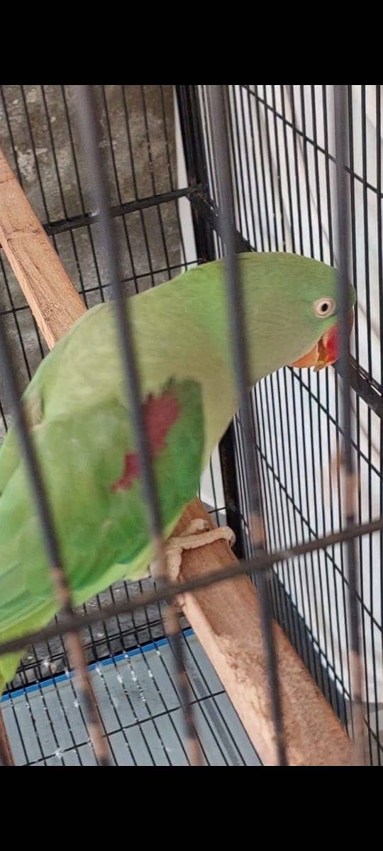 Raw parrot pair 3