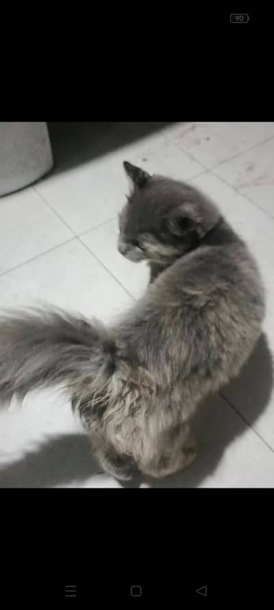 Persian cats Male and female (triple coated)