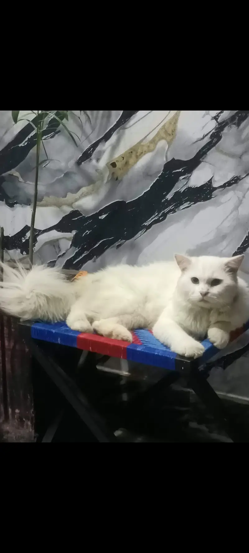 Persian cats Male and female (triple coated) — photo 2